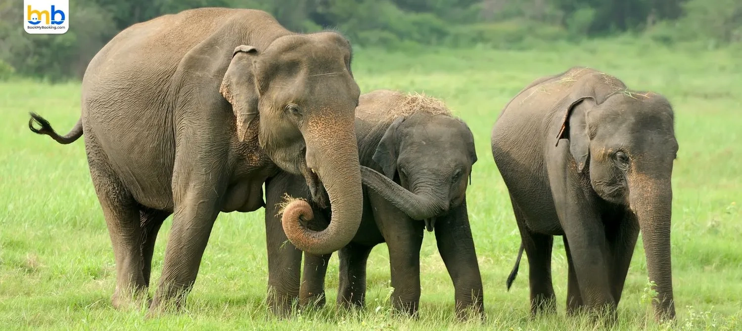  Kaziranga Park Introduces Astro-Tourism For Deeper Wildlife Experience
