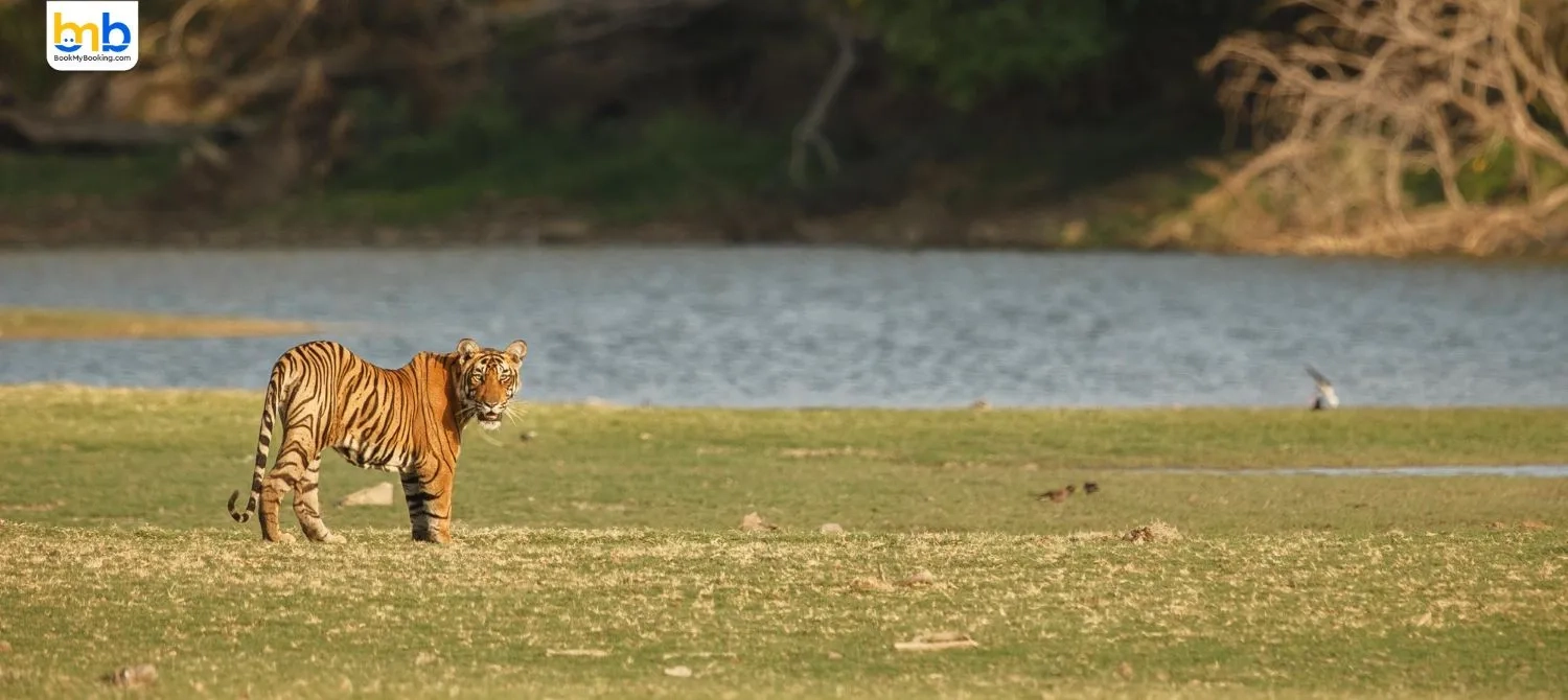 Lucknow’s Kukrail Night Safari Boosts Urban Wildlife Tourism