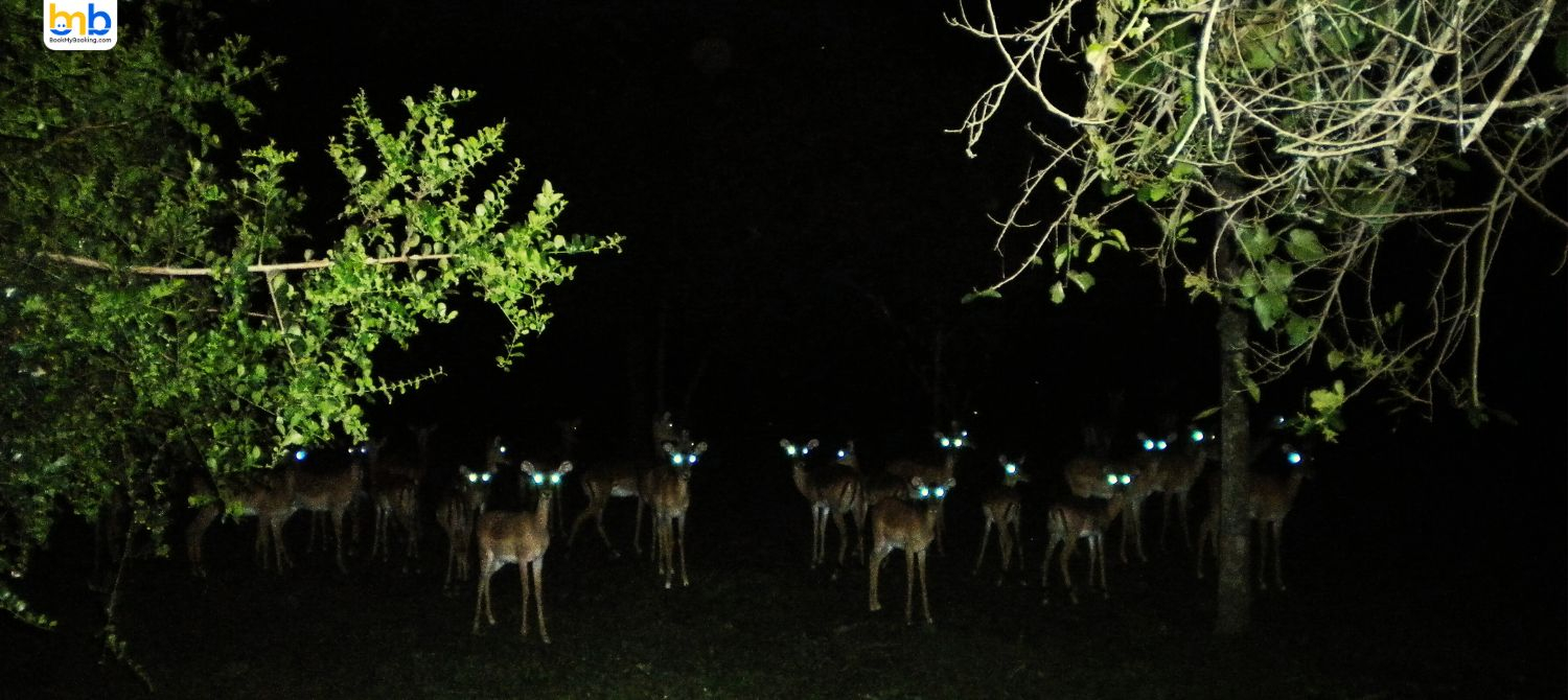 The Popularity Of Night Safaris: Transforming Tourists' Experience 