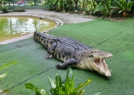 CROCODILE ADVENTURELAND LANGKAWI
