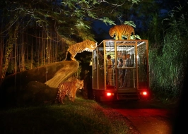 NIGHT SAFARI AND TRAM RIDE