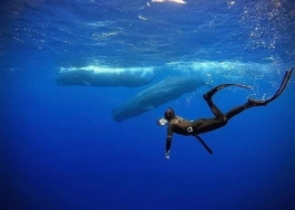 MIRISSA SNORKELLING WITH WHALES