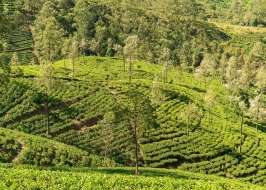 PEDRO TEA ESTATE