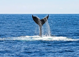 WHALE AND DOLPHIN WATCHING TRINCOMALEE