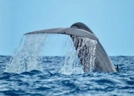 Sri Lankan Odyssey 5 Nights