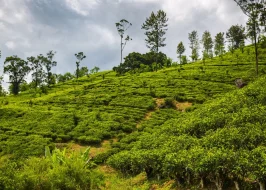 CINNAMON GARDENS SPICES PLANTATION