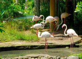 BALI BIRD PARK