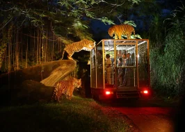 NIGHT SAFARI AND TRAM RIDE