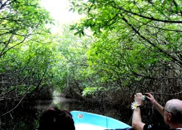BENTOTA RIVER SAFARI