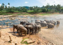 Sri Lanka Essentials 5 Nights