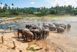 Sri Lanka Essentials 5 Nights