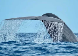 Sri Lankan Odyssey 5 Nights