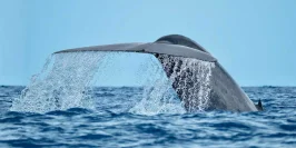 Sri Lankan Odyssey 5 Nights
