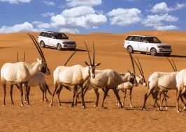 DESERT SAFARI WITH BBQ DINNER