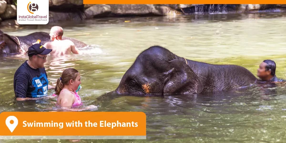 Swimming with the Elephants