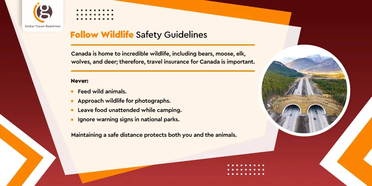 Follow Wildlife Safety Guidelines