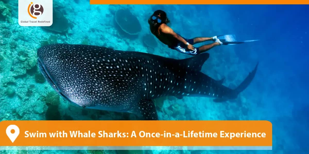 Swim with Whale Sharks: A Once-in-a-Lifetime Experience