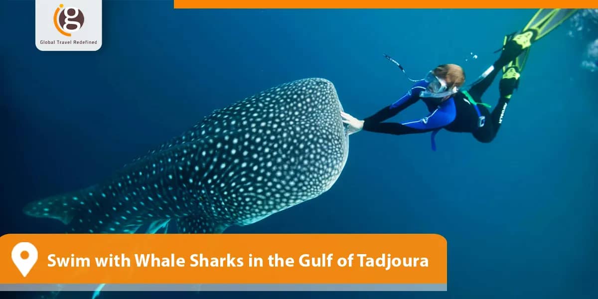 Swim with Whale Sharks in the Gulf of Tadjoura