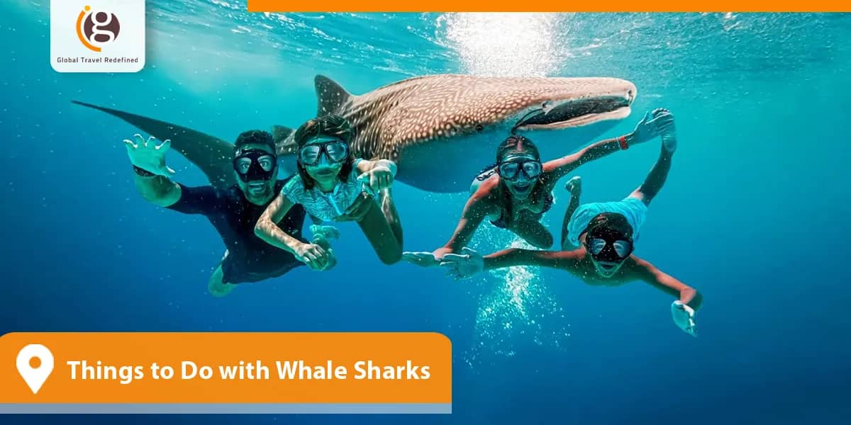 Things to Do with Whale Sharks