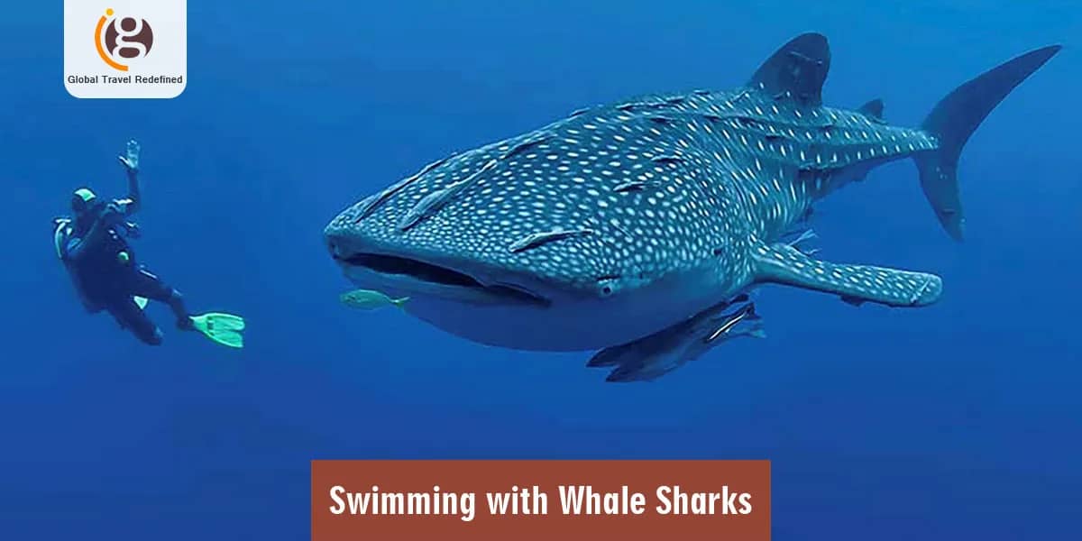 Swimming with Whale Sharks