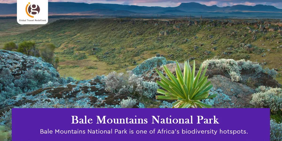 Bale Mountains National Park