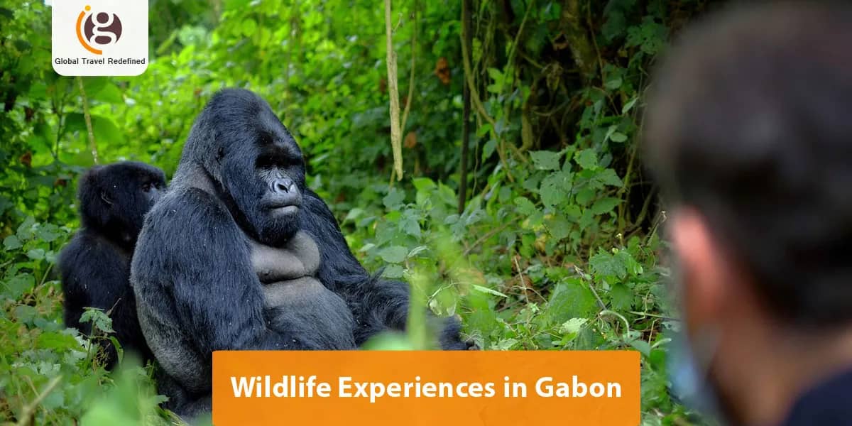 Wildlife Experiences in Gabon