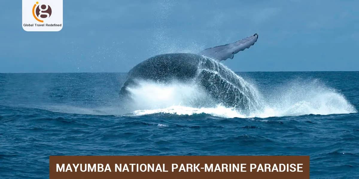 Mayumba National Park-Marine Paradise