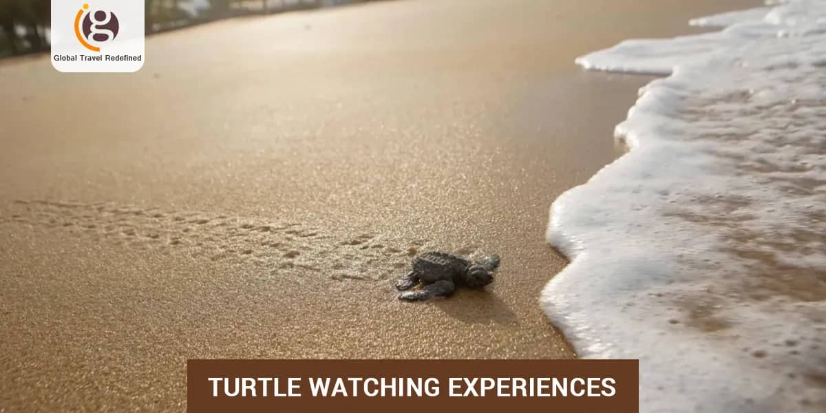 Turtle Watching Experiences