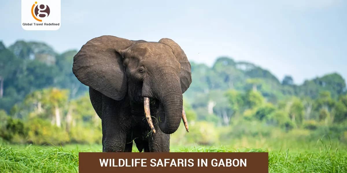 Wildlife Safaris in Gabon