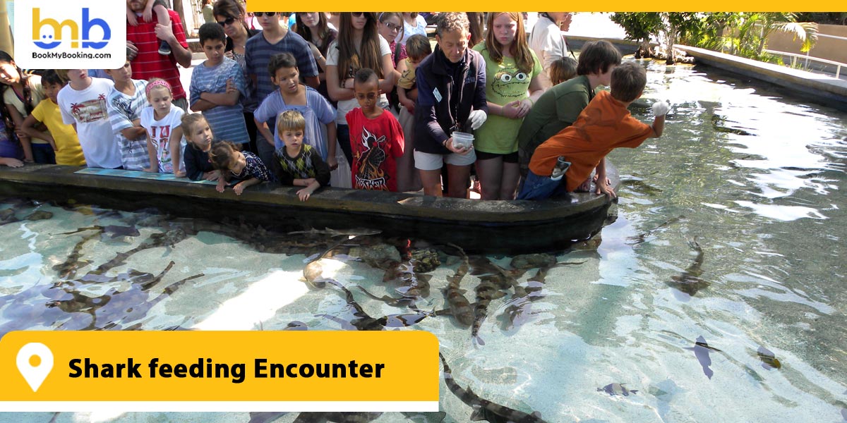 Shark feeding Encounter