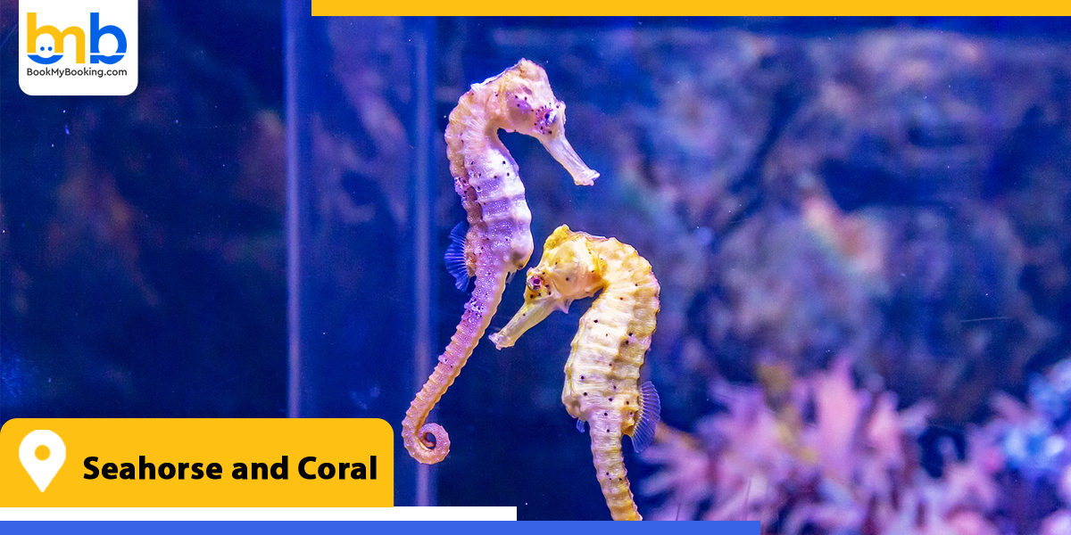 seahorse and coral from bookmybooking