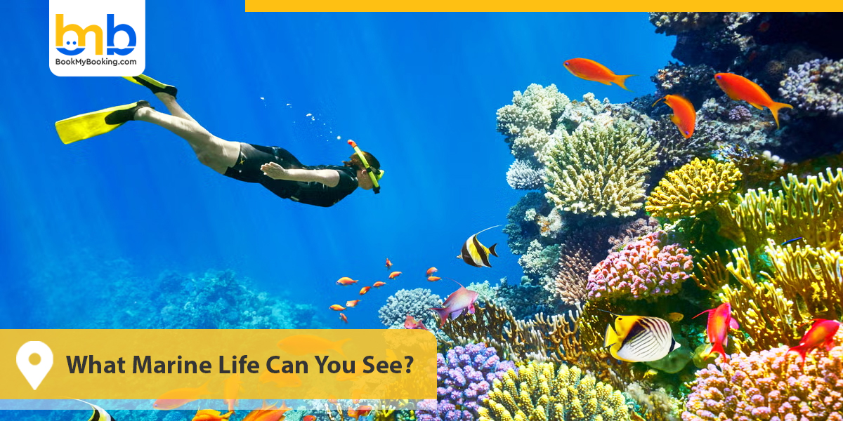 What Marine Life Can You See
