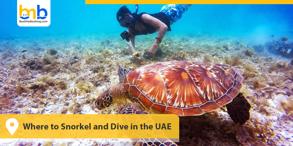 Where to Snorkel and Dive in the UAE