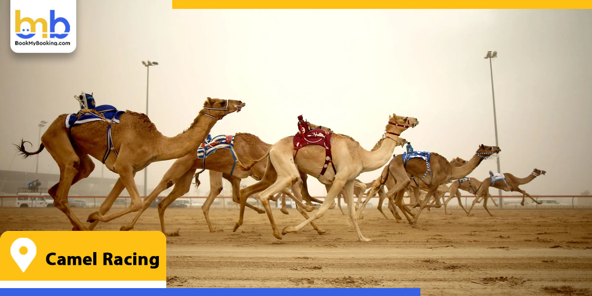 camel racing from bookmybooking
