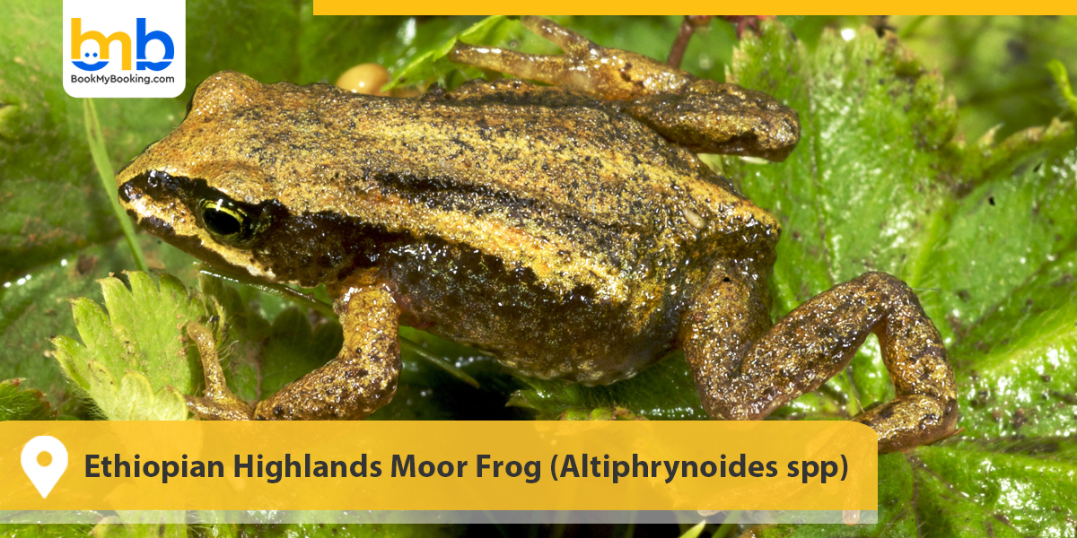 Ethiopian Highlands Moor Frog