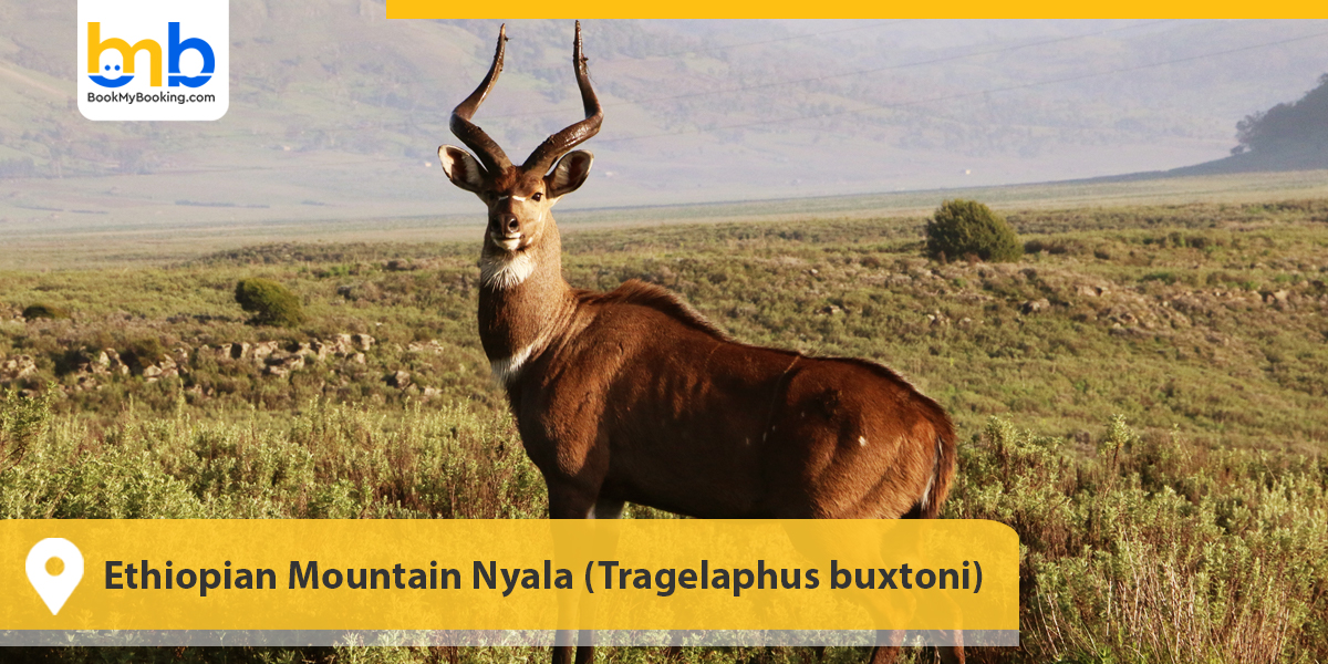 Ethiopian Mountain Nyala