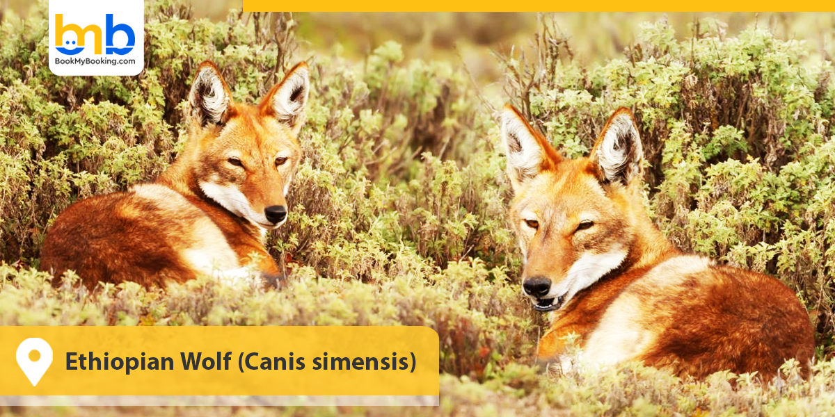 Ethiopian Wolf