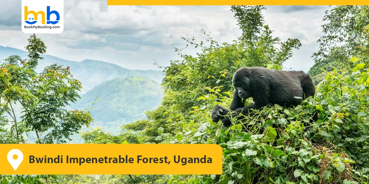 Bwindi Impenetrable Forest, Uganda