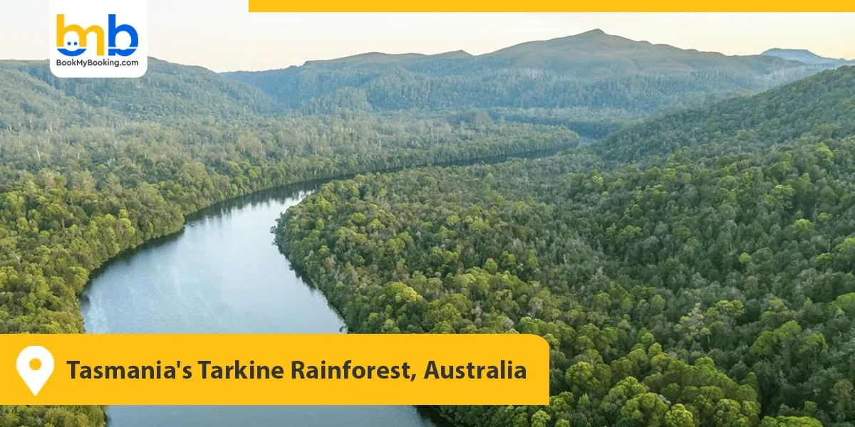 Tasmania's Tarkine Rainforest, Australia