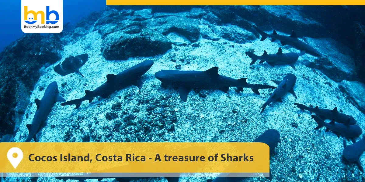 Cocos Island, Costa Rica- A treasure of Sharks