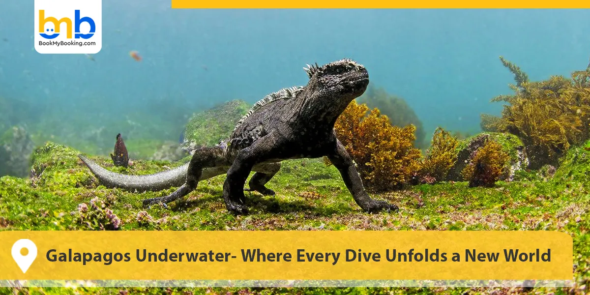 Galapagos Underwater- Where Every Dive Unfolds a New World