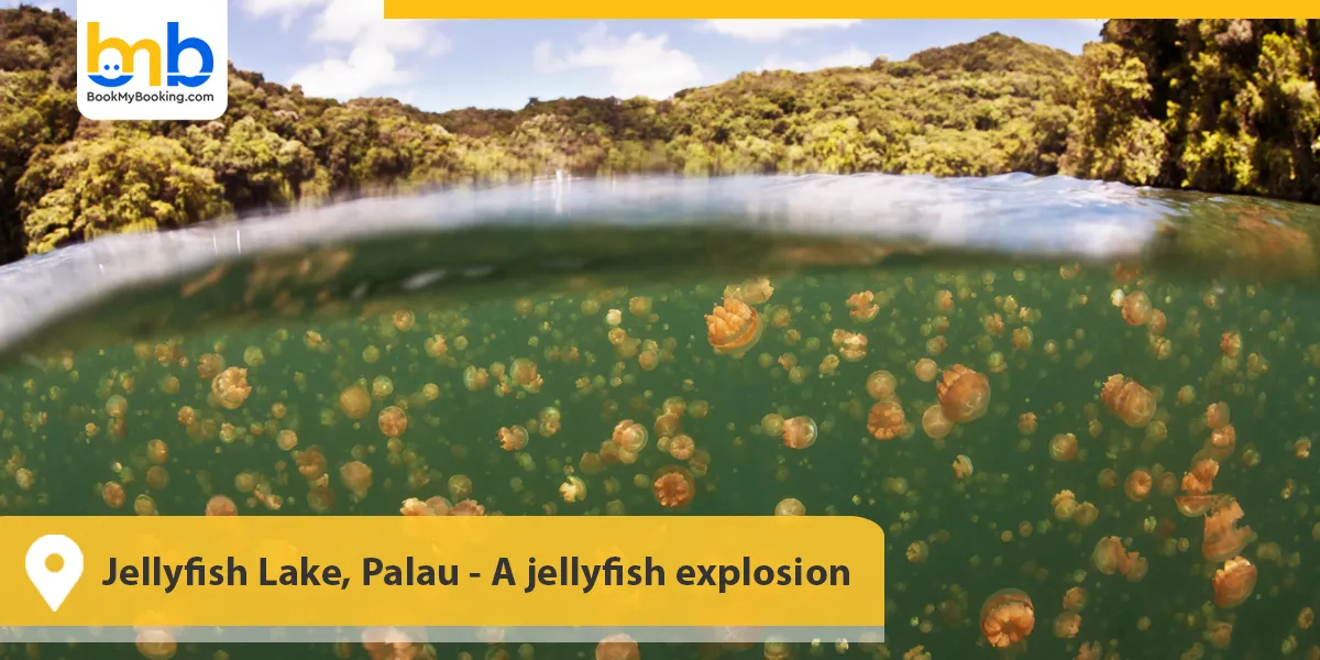 Jellyfish Lake, Palau- A jellyfish explosion
