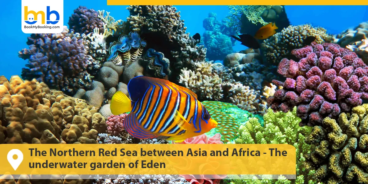The Northern Red Sea between Asia and Africa- The underwater garden of Eden
