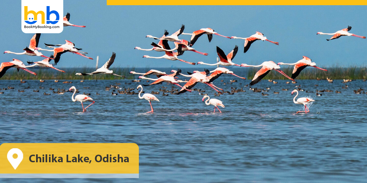 Chilika Lake, Odisha