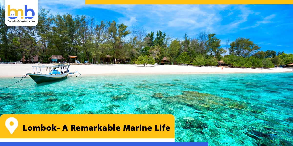 lombok a remarkable marine life from bookmybooking