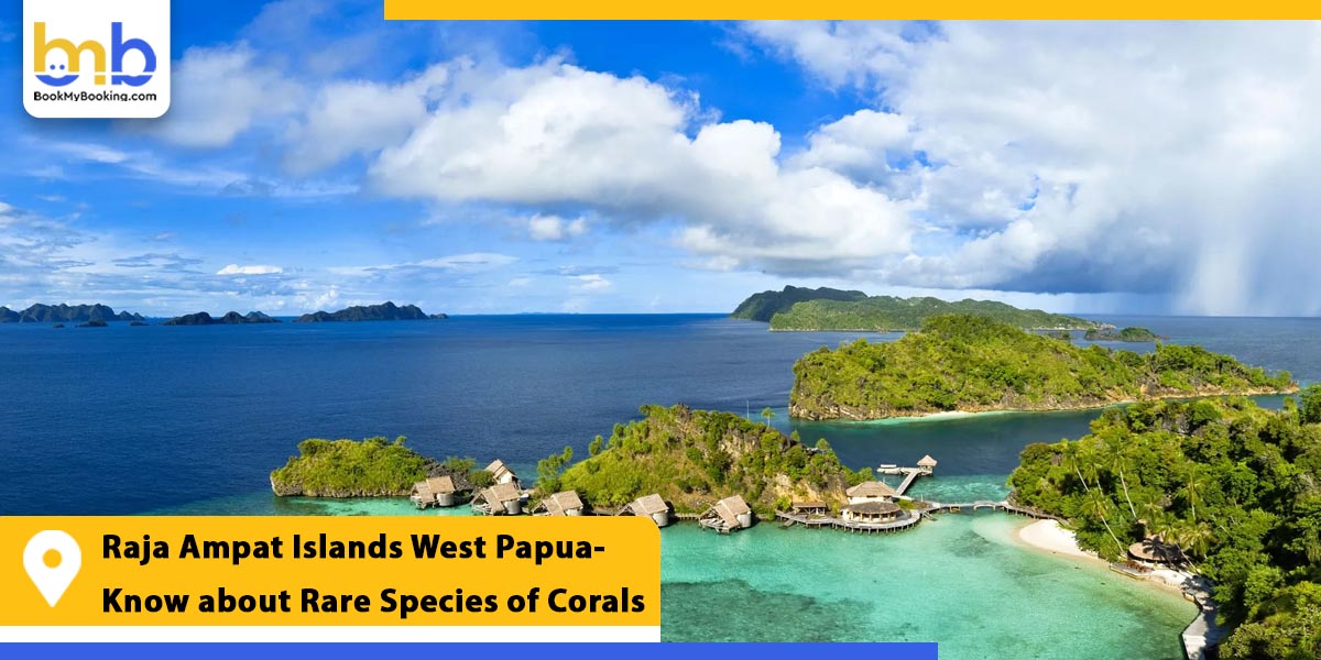 raja ampat islands west papua know about rare species of corals from bookmybooking