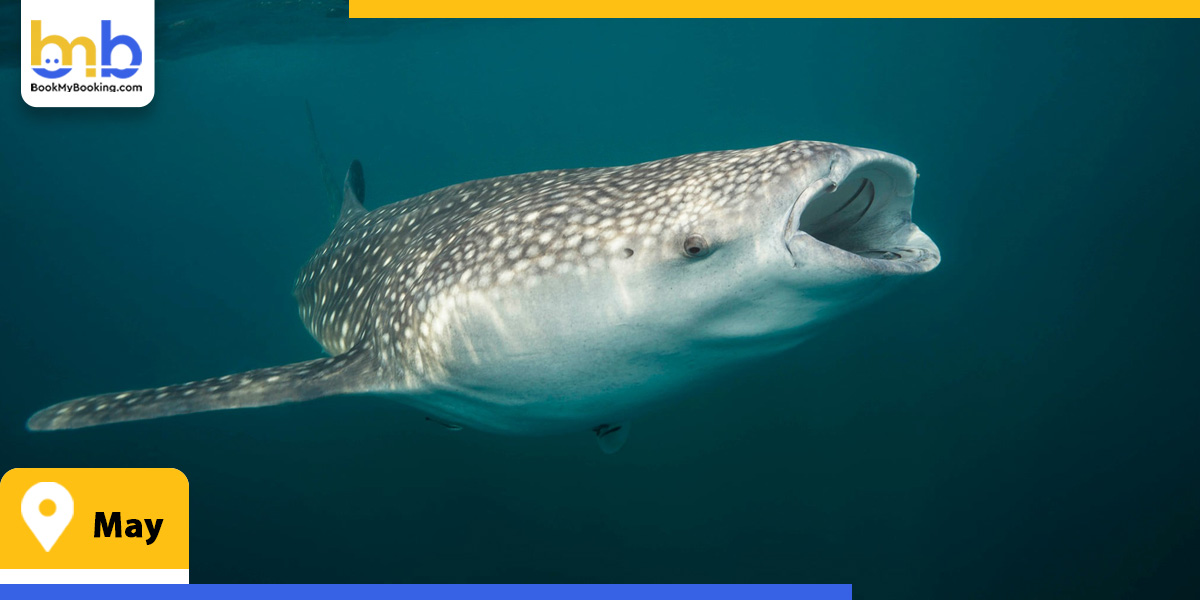 may from bookmybooking