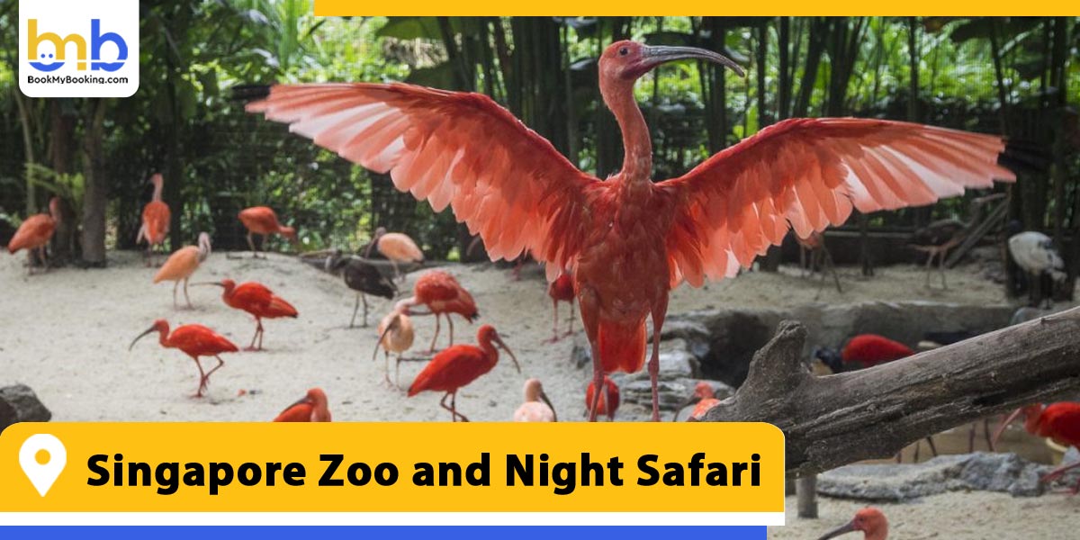 singapore zoo and night safari from bookmybooking