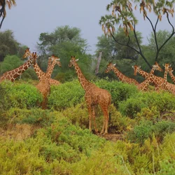 Zimbabwe