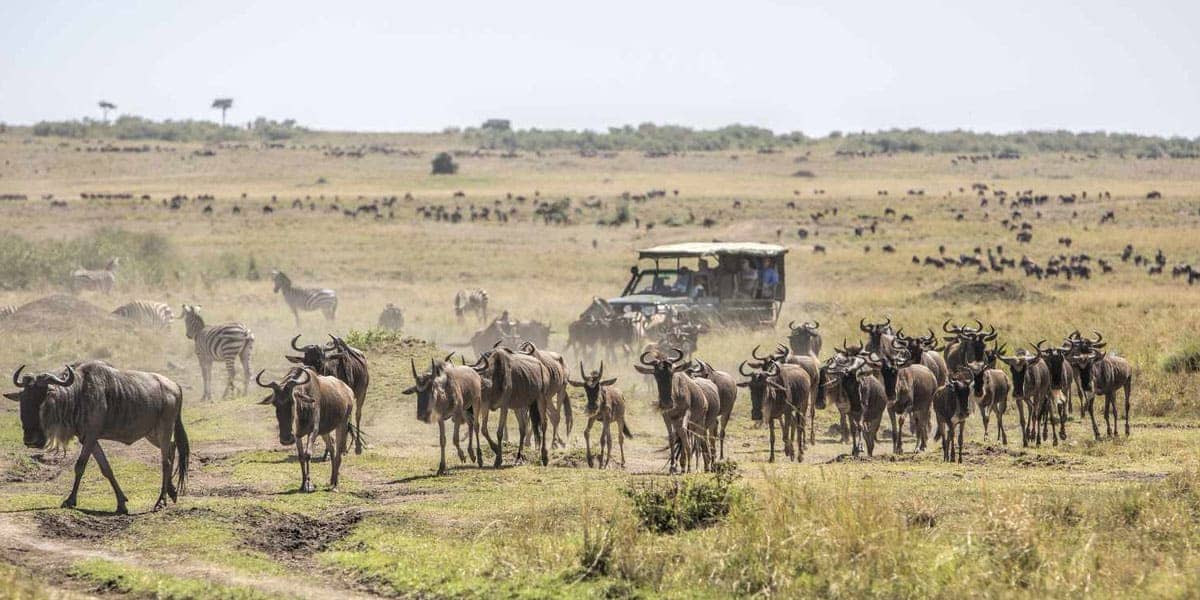 maasai mara migration from instaglobalvisa